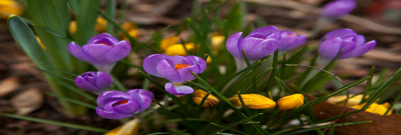 Krokus